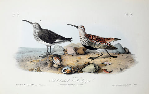 John James Audubon (American, 1785-1851), Pl 332 - Red-backed Sandpiper