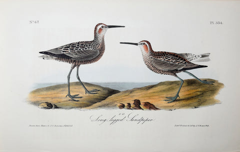 John James Audubon (American, 1785-1851), Pl 334 - Long-legged Sandpiper