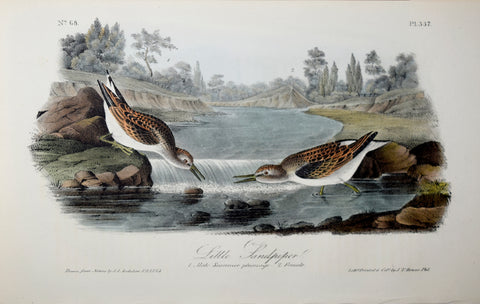 John James Audubon (American, 1785-1851), Pl 337 - Little Sandpiper