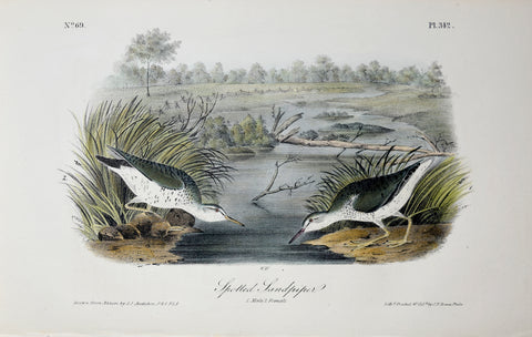 John James Audubon (American, 1785-1851), Pl 342 - Spotted Sandpiper