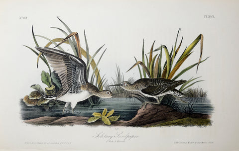 John James Audubon (American, 1785-1851), Pl 343 - Solitary Sandpiper