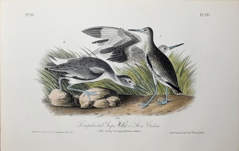 John James Audubon (American, 1785-1851), Pl 347 - Semipalmated Snipe Willet or Stone Curlew