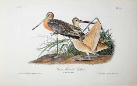John James Audubon (American, 1785-1851), Pl 348 - Great Marbled Godwit