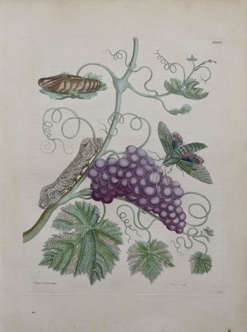 Maria Sibylla Merian (1647-1717), Plate 34