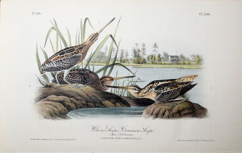 John James Audubon (American, 1785-1851), Pl 350 - Wilson's Snipe - Common Snipe