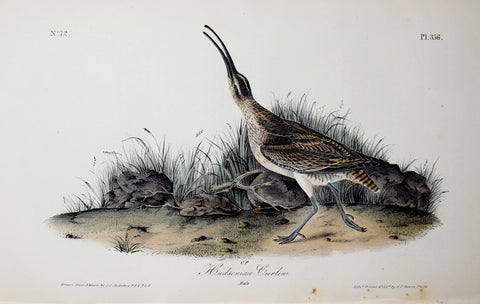 John James Audubon (American, 1785-1851), Pl 356 - Hudsonian Curlew