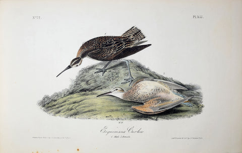 John James Audubon (American, 1785-1851), Pl 357 - Esquimaux Curlew