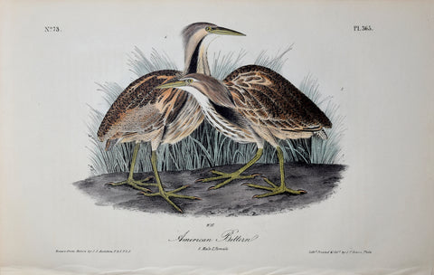 John James Audubon (American, 1785-1851), Pl 365 - American Bittern