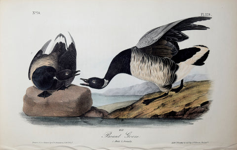 John James Audubon (American, 1785-1851), Pl 379 - Brant Goose