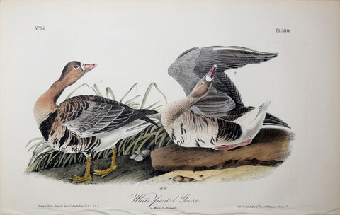 John James Audubon (American, 1785-1851), Pl 380 - White-fronted Goose