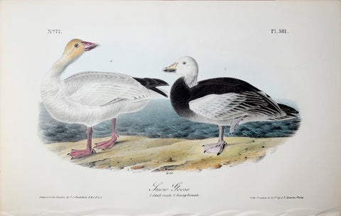 John James Audubon (American, 1785-1851), Pl 381 - Snow Goose