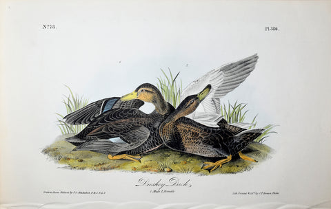 John James Audubon (American, 1785-1851), Pl 386 - Duskey Duck
