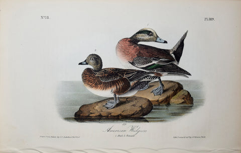 John James Audubon (American, 1785-1851), Pl 389 - American Widgeon
