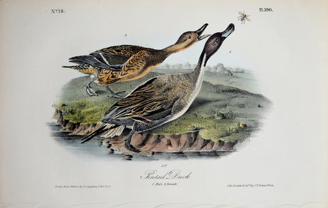 John James Audubon (American, 1785-1851), Pl 390 - Pintail Duck