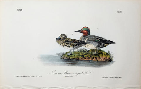 John James Audubon (American, 1785-1851), Pl 392 - American Green-winged Teal