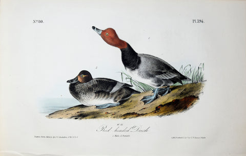 John James Audubon (American, 1785-1851), Pl 396 - Red-headed Duck