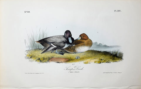 John James Audubon (American, 1785-1851), Pl 397 - Scaup Duck