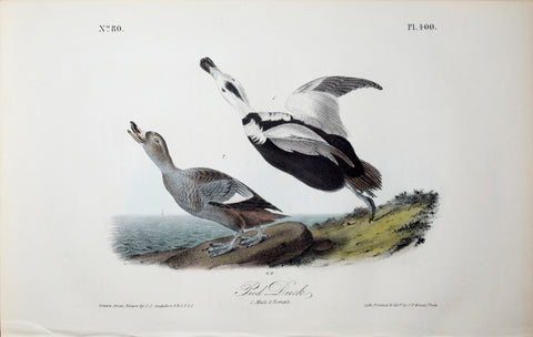 John James Audubon (American, 1785-1851), Pl 400 - Pied Duck