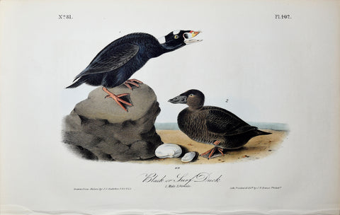 John James Audubon (American, 1785-1851), Pl 402 - Black or Surf Duck