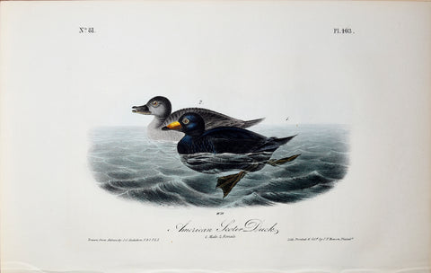 John James Audubon (American, 1785-1851), Pl 403 - American Scoter Duck