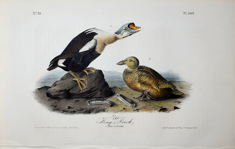John James Audubon (American, 1785-1851), Pl 404 - King Duck