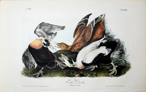 John James Audubon (American, 1785-1851), Pl 405 - Eider Duck