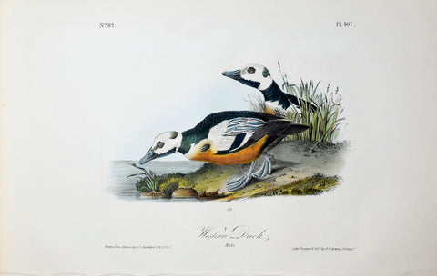 John James Audubon (American, 1785-1851), Pl 407 - Western Duck