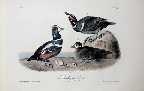 John James Audubon (American, 1785-1851), Pl 409 - Harlequin Duck