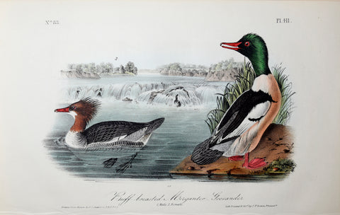 John James Audubon (American, 1785-1851), Pl 411 - Buff-breasted Merganter Goosander