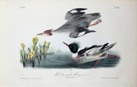John James Audubon (American, 1785-1851), Pl 412 - Red-breasted Merganser