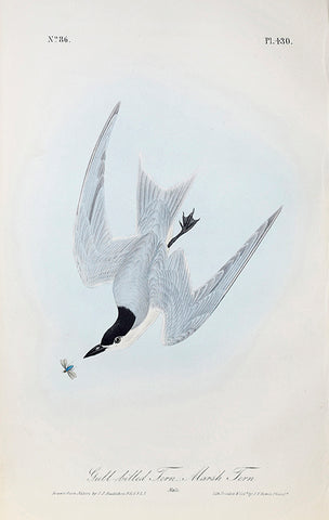 John James Audubon (American, 1785-1851), Pl 430 - Gull-billed Tern - Marsh Tern
