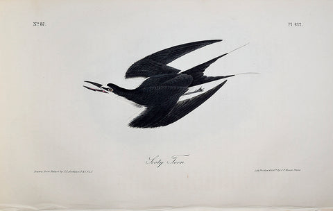 John James Audubon (American, 1785-1851), Pl 432 - Sooty Tern