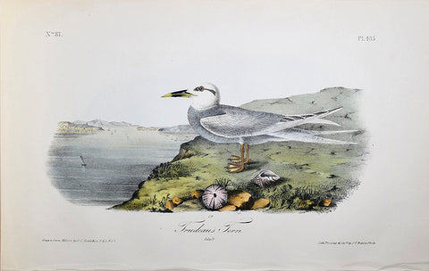 John James Audubon (American, 1785-1851), Pl 435 - Trudeau's Tern