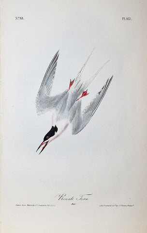 John James Audubon (American, 1785-1851), Pl 437 - Roseate Tern