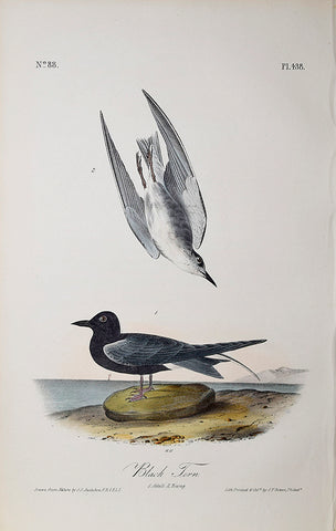 John James Audubon (American, 1785-1851), Pl 438 - Black Tern