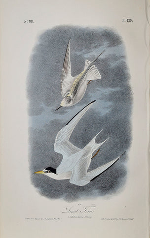 John James Audubon (American, 1785-1851), Pl 439 - Least Tern