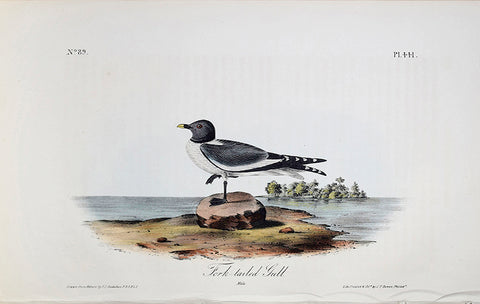 John James Audubon (American, 1785-1851), Pl 441 - Fork-tailed Gull