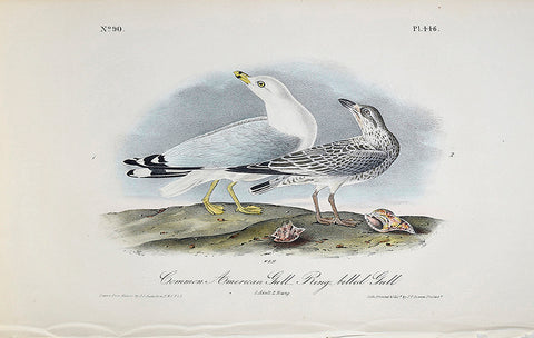 John James Audubon (American, 1785-1851), Pl 446 - Common American Gull - Ring-billed Gull