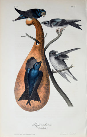 John James Audubon (American, 1785-1851), Pl 45 - Purple Martin