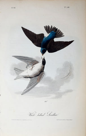 John James Audubon (American, 1785-1851), Pl 46 - White-bellied Swallow