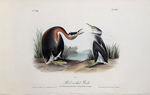 John James Audubon (American, 1785-1851), Pl 480 - Red-necked Grebe
