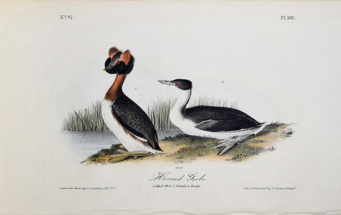 John James Audubon (American, 1785-1851), Pl 481 - Horned Grebe
