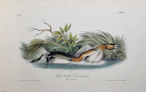 John James Audubon (American, 1785-1851), Pl 483 - Pied-billed Dobchick