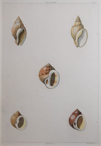 George Perry ( fl. 1810), Plate 48