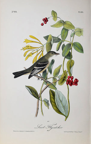John James Audubon (American, 1785-1851), Pl 491 - Least Flycatcher