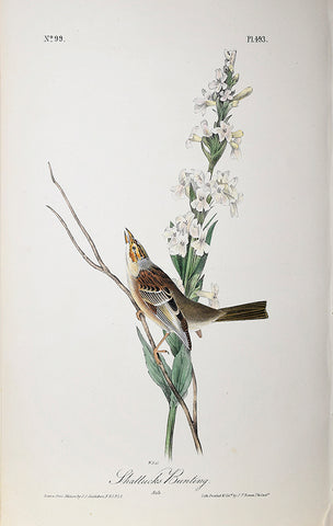 John James Audubon (American, 1785-1851), Pl 493 - Shattucks Bunting