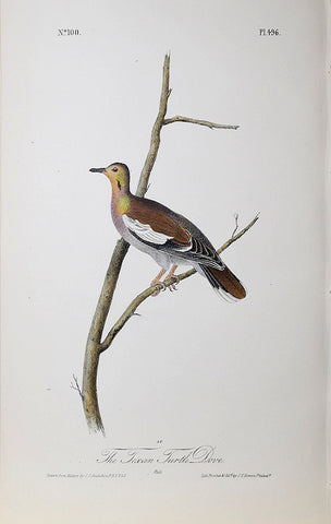 John James Audubon (American, 1785-1851), Pl 496 - The Texan Turtle Dove