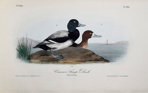 John James Audubon (American, 1785-1851), Pl 498 - Common Scaup Duck