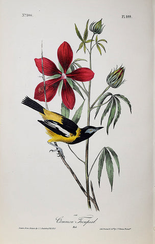 John James Audubon (American, 1785-1851), Pl 499 - Common Troupial