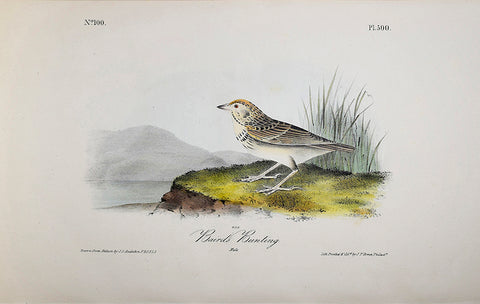John James Audubon (American, 1785-1851), Pl 500 - Baird's Bunting